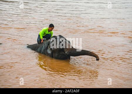 Laos. Luang Prabang - 15 Januar 2019: Eine junge mahout ist Baden Elefant in der Mekong River in der Nähe von Pak Ou Höhle, Luang Prabang, Laos. Stockfoto