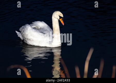 Northampton, UK, 12. Dezember 2019, einen HÖCKERSCHWAN. Cygnus olor (Anatidae) auf Abington Park See auf einem verregneten Morgen während der frühen Stunden. Stockfoto