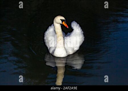 Northampton, UK, 12. Dezember 2019, einen HÖCKERSCHWAN. Cygnus olor (Anatidae) auf Abington Park See auf einem verregneten Morgen während der frühen Stunden. Stockfoto