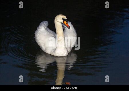 Northampton, UK, 12. Dezember 2019, einen HÖCKERSCHWAN. Cygnus olor (Anatidae) auf Abington Park See auf einem verregneten Morgen während der frühen Stunden. Stockfoto