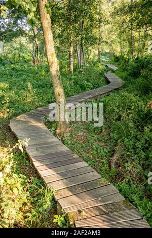 Selektiver Fokus auf schönen Geheimnis Wald curvy Holzsteg Pfad im Zentrum von Belgien. Ruhigen, idyllischen und ruhigen Sommer Tag, am späten Nachmittag mit Sonnenlicht zu niedrig Stockfoto