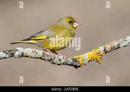 Europäische Männlich grünfink (Chloris Chloris), sitzen auf einem Ast. Vogel Europas. Lion. Spanien. Homogene verschwommenen Hintergrund. Stockfoto