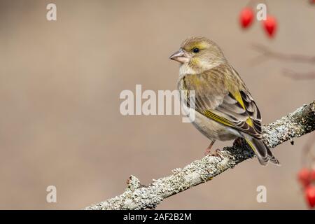 Weibliche Europäische Grünfink (Chloris Chloris), sitzen auf einem Ast. Vogel Europas. Lion. Spanien. Homogene verschwommenen Hintergrund. Stockfoto