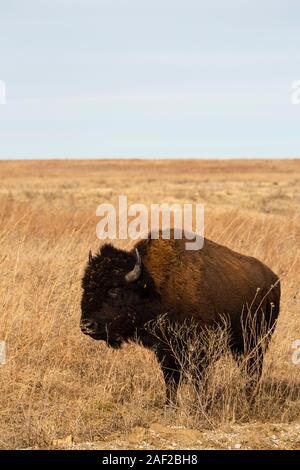 Bison am Joseph H. Williams Tallgrass Prairie Preserve Stockfoto