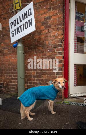 Oxford, Oxfordshire, UK. 12. Dezember, 2019. Allgemeine Wahl: Hunde in den Wahllokalen. Roxie, ein collie Kreuz wartet auf ihren Eigentümer ihre Stimme in Jericho, Oxford zu werfen. Dieses historische Dezember wahl bringt die Wähler am frühen Morgen regen. Kalte, feuchte Wetter durchquert das Land mit einigen Bereichen für Snow Forecast. Credit: Sidney Bruere/Alamy leben Nachrichten Stockfoto