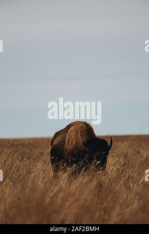 Bison am Joseph H. Williams Tallgrass Prairie Preserve Stockfoto