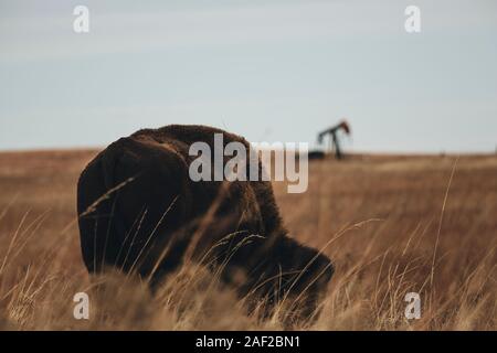 Bison am Joseph H. Williams Tallgrass Prairie Preserve Stockfoto