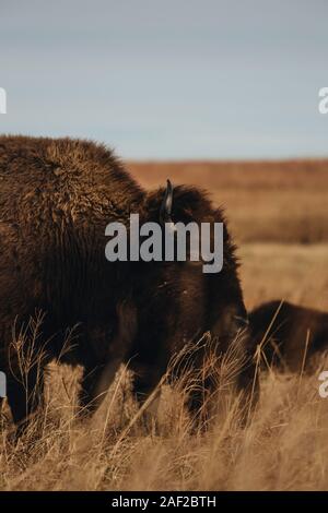 Bison am Joseph H. Williams Tallgrass Prairie Preserve Stockfoto