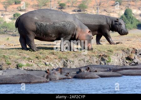 Hippopotamus Beweidung und in Wasser Okavango Okavango Delta Chobe Nationalpark Botswana - Hauptstadt Stockfoto