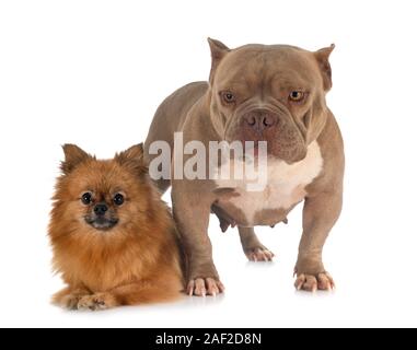 American bully und spitz vor weißem Hintergrund Stockfoto