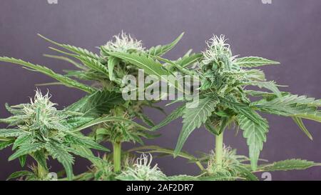 Blühende Zucker cannabis Knospen auf grauem Hintergrund. Stockfoto