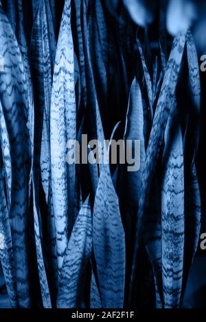Sansevieria trifasciata oder Schlange Werk in eine blaue Farbe. Die Hauptfarbe des Jahres 2020. Stockfoto