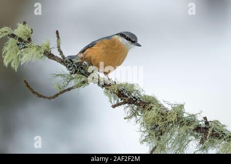 Portrait der Eurasischen Kleiber (Sitta europaea) Stockfoto