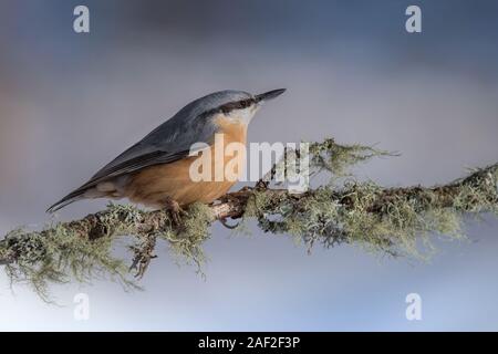 Portrait der Eurasischen Kleiber (Sitta europaea) Stockfoto