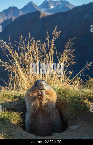 Marmot der Alpen ist Essen. Marmota marmota. Glocknergruppe Berg Gruppe. Alpine Fauna. Österreichischen Alpen.