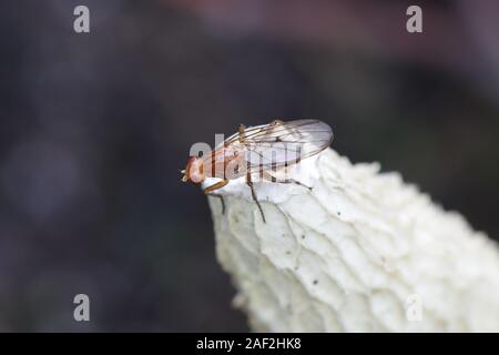 Wald buff snailkiller Fliegen, Tetanocera phyllophora, Fütterung auf gemeinsame Exemplar des Gemeinen Stinkmorchels, Phallus impudicus Stockfoto