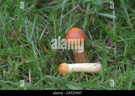 Suillus grevillei, bekannt als das Greville bolete und Lärche bolete, wilde Pilze aus Finnland Stockfoto