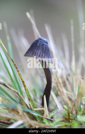 Mycena Mycena galopus leucogala oder Var. nigra, bekannt als das Melken Motorhaube oder die Milch-drop mycena Stockfoto