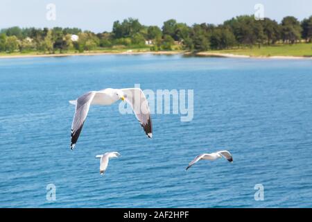 Weiße Möwen fliegen über Wasser. Freiheit Konzept. Für text Stockfoto