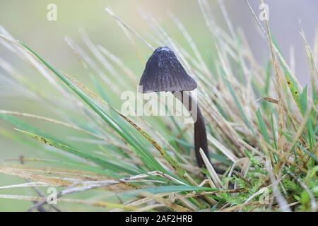 Mycena Mycena galopus leucogala oder Var. leucogala, bekannt als das Melken Motorhaube oder die Milch-drop mycena Stockfoto