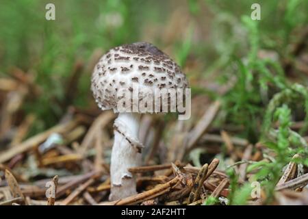 Lepiota Felina, bekannt als die Katze dapperling, wilde Pilze aus Finnland Stockfoto