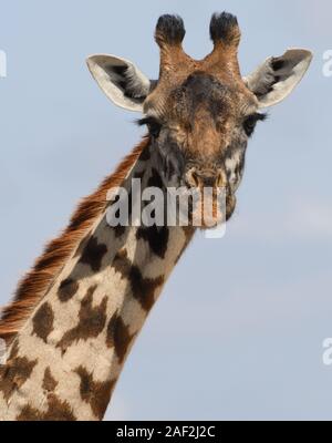 Nahaufnahme Porträt einer weiblichen Masai Giraffe (Giraffa Camelopardalis tippelskirchii). Sinya Wildlife Management Area, Tansania. Stockfoto