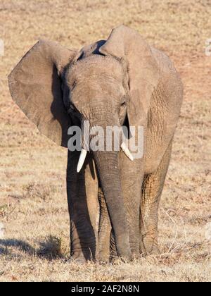 Junge afrikanische Elefanten, zu Fuß in Richtung der Kamera im südafricas am späten Nachmittag Sonne Stockfoto