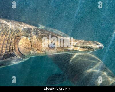 Closeup Alligator Gar oder Atractosteus spatula Schwimmen unter Wasser Stockfoto