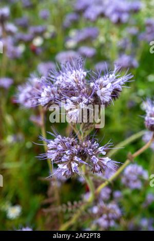 Schönen lila 'Heavenly Blue' (caryopteris) Blüte im Frühling in Deutschland Stockfoto