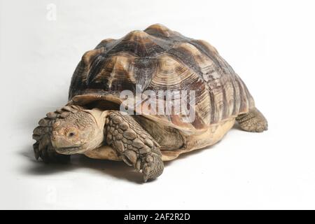 Afrikanische trieb Schildkröte wissen auch als afrikanische Oberschenkel Schildkröte Sporn - Geochelone sulcata auf weißem Hintergrund Stockfoto