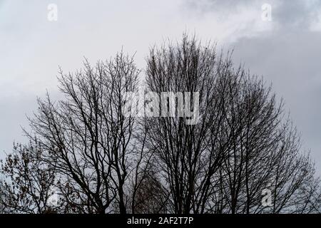 Blick auf braun Bäume ohne Blätter im Winter in Deutschland Stockfoto
