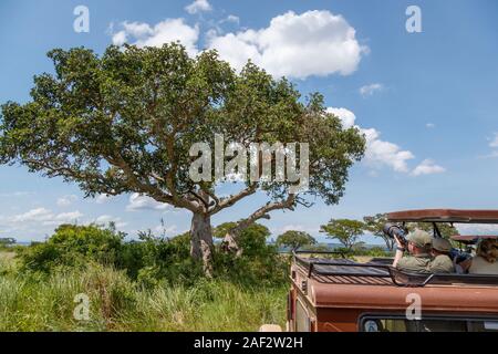 Touristen fotografieren einen Baum klettern Löwe (Panthera leo) ruht in einem Baum im ishasha Sektor des Queen Elizabeth National Park, Uganda Stockfoto