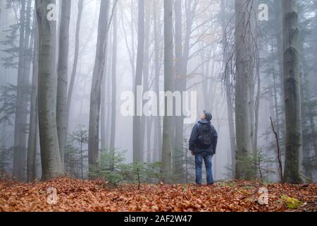 Mann in die mysteriöse dunkle Buchenwälder im Nebel. Herbst morgen in den nebligen Wäldern. Magische neblige Atmosphäre. Landschaftsfotografie Stockfoto