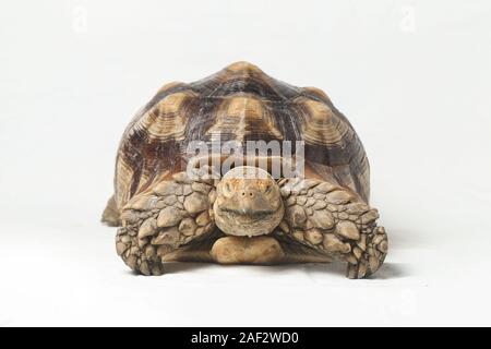 Afrikanische trieb Schildkröte wissen auch als afrikanische Oberschenkel Schildkröte Sporn - Geochelone sulcata auf weißem Hintergrund Stockfoto