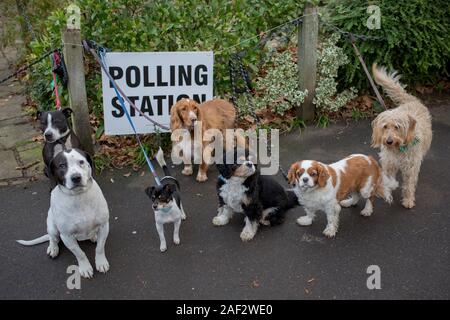 Haustier Hundebesitzer ihre verschiedene Rassen für eine Instagram Post auf dem Dulwich Village Insta feed, außerhalb von St. Barnabas Mehrzwecksaal in Dulwich Dorf im Süden Londoner Stadtteil Southwark, dient als Wahllokal für die britischen Wahlen 2 Wochen vor Weihnachten, am 12. Dezember 2019 in London, England. (Foto von Richard Baker/in Bildern über Getty Images) Stockfoto