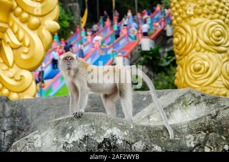 Affe in Batu Höhlen mit bunten Treppe hinter (Kuala Lumpur, Malaysia) Stockfoto