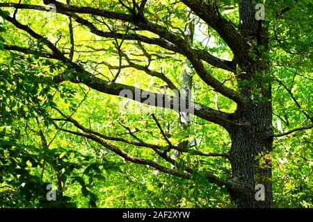 Schönen Sommer Wald mit larga Eiche Stamm und Ästen. Natur Hintergrund, Landschaftsfotografie Stockfoto