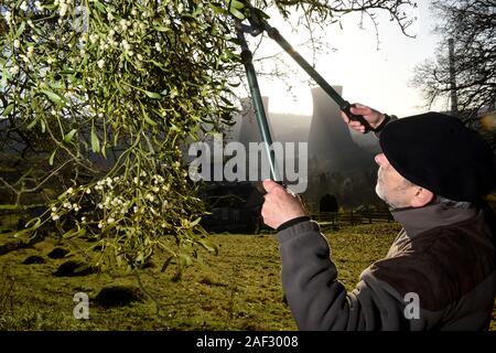 Ernte die Mistel an Buildwas in der Severn Gorge, Shropshire, England, Großbritannien Stockfoto