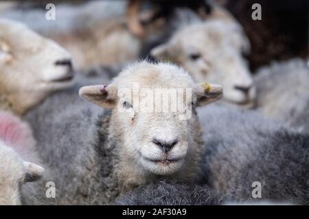 Herde Herdwick Mutterschafe in Schafhürden, Cumbria, Großbritannien. Stockfoto