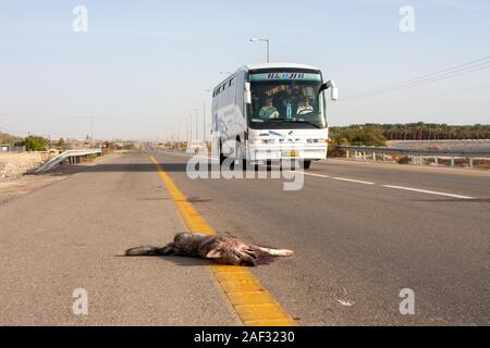 Road Kill 1001 Wolf (aka Desert wolf Canis lupus Araber). Dieser Wolf ist Unterarten von grauen Wolf. In Israel fotografiert, Wüste Negev Stockfoto