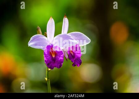 Bamboo Orchid (Arundina graminifolia). In Costa Rica im Juli fotografiert. Stockfoto