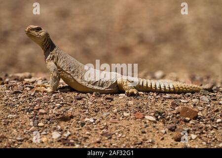 Ägyptische Mastigure (Uromastyx aegyptia), des AKA Leptien Mastigure, oder Ägyptischen dab Lizard. Ägyptische Mastigures kann in Ägypten, Libyen und durch gefunden werden Stockfoto