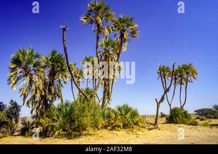 Hyphaene thebaica, mit gemeinsamen Namen doum Palmen und Lebkuchen Baum, ist eine Art von Palm Tree mit essbaren ovale Früchte. Sie ist heimisch in das Niltal in Stockfoto
