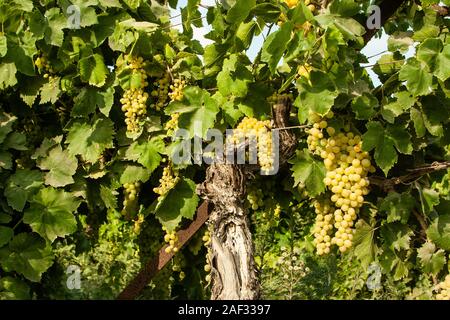 Ein großer Cluster von grünen Trauben in einem Bündel auf Weinbau. In Israel fotografiert. Stockfoto