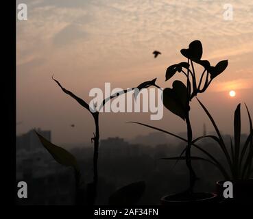 Pflanzen auf der Fensterbank bei Sonnenaufgang/Ahmedabad Stockfoto