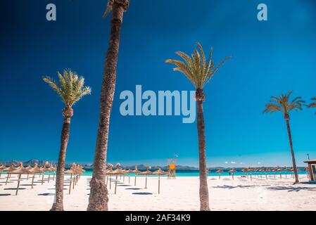 Palma Bäume am schönen Sandstrand. Blauer Himmel und Meer im Hintergrund. Mallorca, Spanien Stockfoto