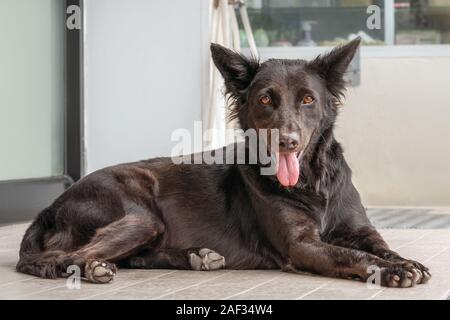 Schwarz Grau Hund mutt leidet unter der Hitze auf der Straße in der Stadt. Er hielt seine Zunge heraus, von der Hitze.. Blick in die Kamera schaut Stockfoto