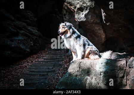Australian Shepherd im Elbsandsteingebirge Deutschland Natur Stockfoto