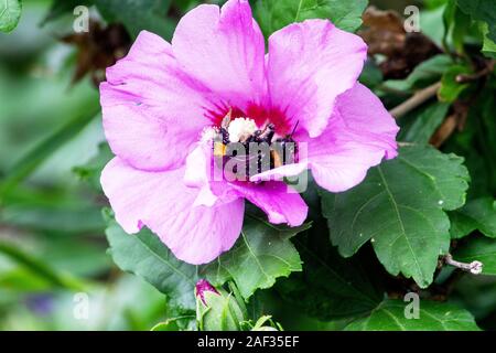 Ansicht einer Hummel in einer Rose von Sharon, Latein Hibiscus syriacus, gehört zur Gattung Hibiskus in der Mallow Familie Stockfoto