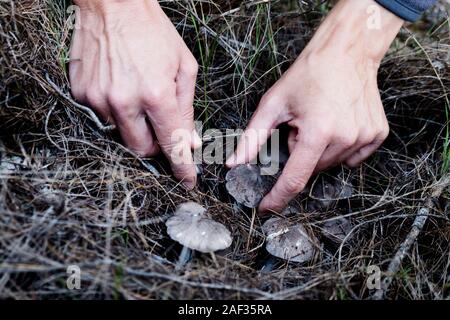 Nahaufnahme eines jungen kaukasischen Mann Kommissionierung eine graue Ritter Pilz, auch bekannt als schmutzige Tricholoma, in einem Wald Stockfoto